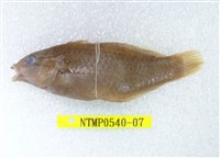 藏品(日本擬隆頭魚)的圖片